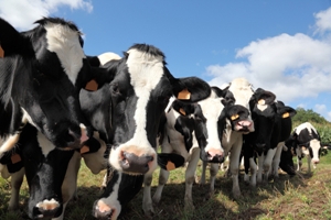 Farmers, Ranchers and Consumers Fight USDA Animal ID Scheme